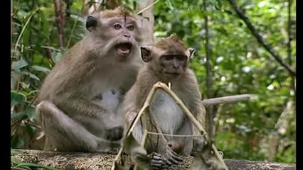 Les animaux font leur cirque part.1 : c'est la guerre ! 