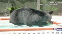 Cet ours aime se relaxer dans un jacuzzi