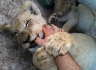 Pour endormir ce lionceau, quelques caresses suffisent!