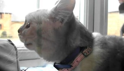 Smokey est la chatte qui ronronne le plus fort au monde