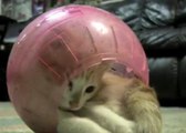 Ce chat se prend pour un hamster