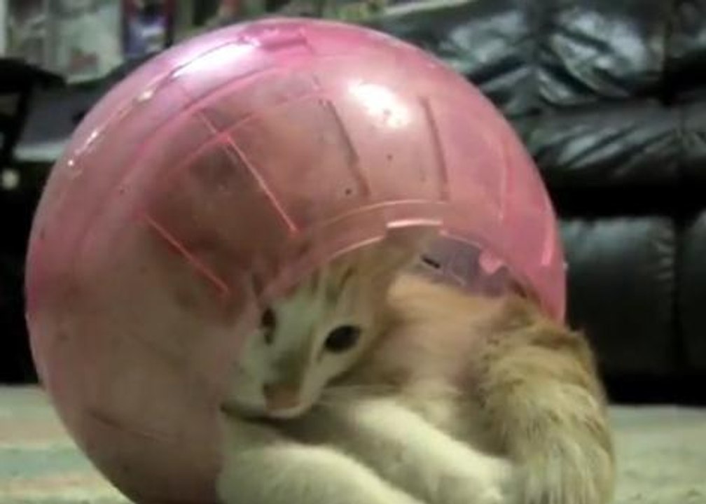 Ce chat se prend pour un hamster