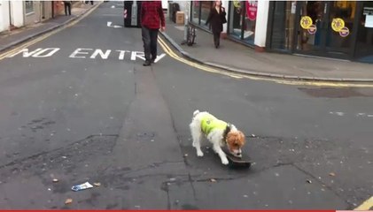 Bodhi, le chien qui fait du skateboard, condamné