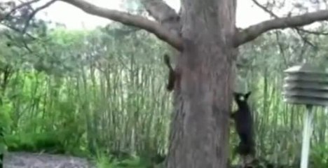 Ce chien veut grimper aux arbres