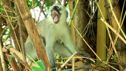 Wild familie's all animals in here  & and amazing wildlife video