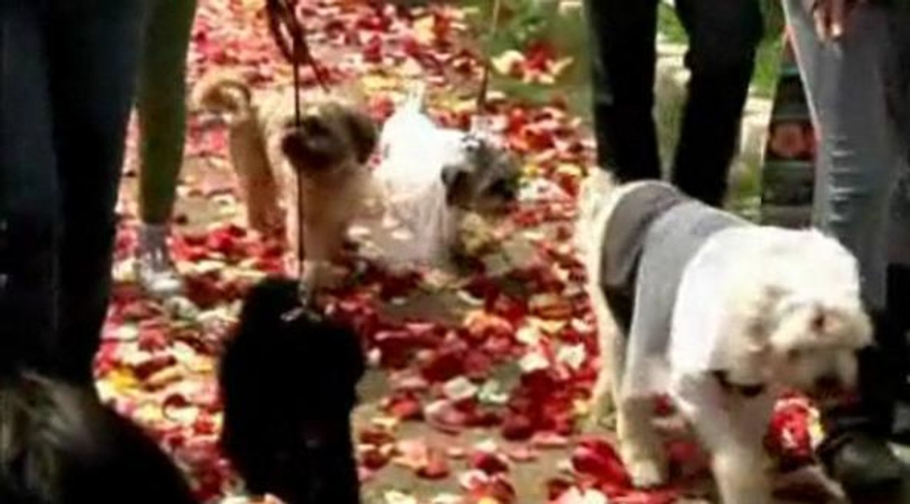 Ces chiens se sont dit "oui"
