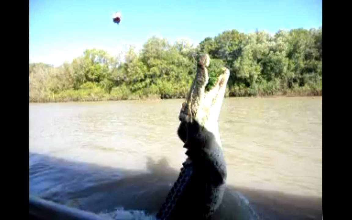 Un gros crocodile à trois pattes saute hors de l’eau