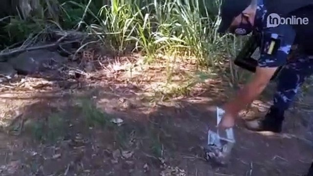 Família de gambás com 7 filhotes é resgatada em Arapongas