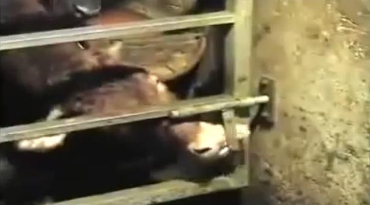 En un coup de langue, cette vache sort de son enclos!