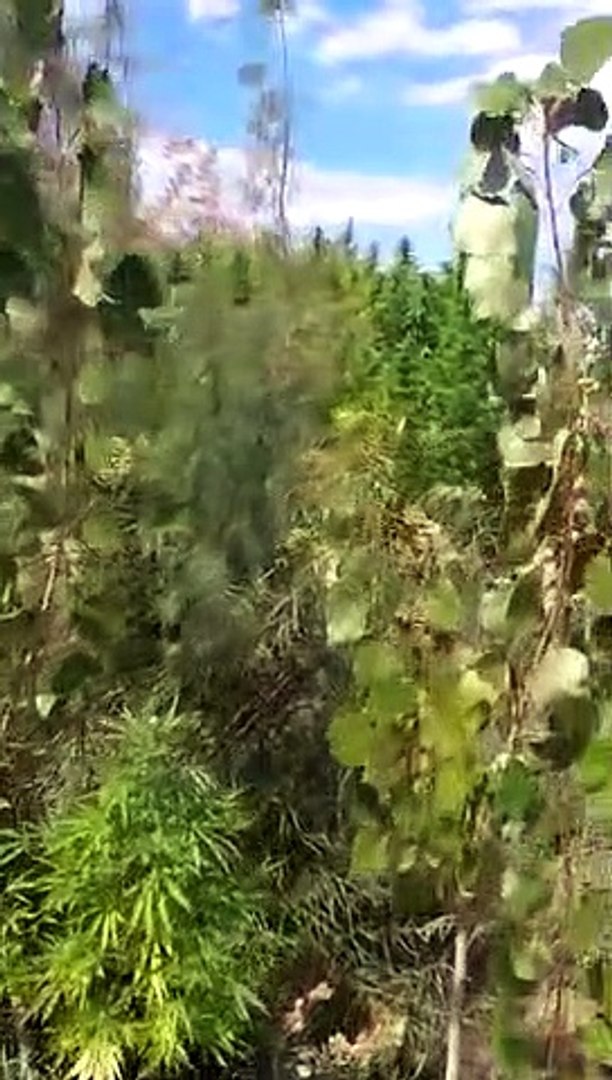 cannabis en guaymallén