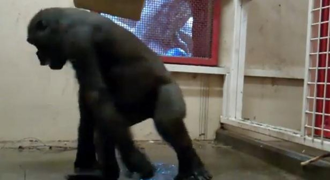 Ce gorille est le roi du break dance