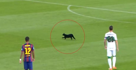 Un chat noir surprend lors du match Barcelone - Elche au Camp Nou 🐾