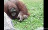 Découvrez le sauvetage d’un oisillon par un orang-outan !