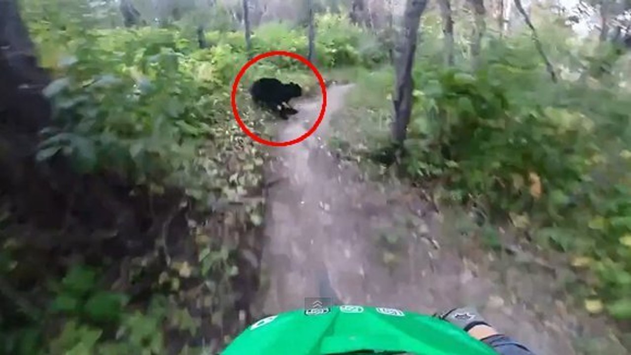 VTT : Une incroyable rencontre avec un ours en pleine descente