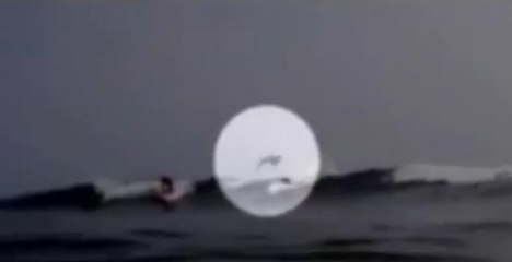 Ce requin passe au dessus d'un surfeur