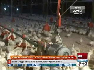 Amerika Syarikat giat usaha cegah wabak selesema burung