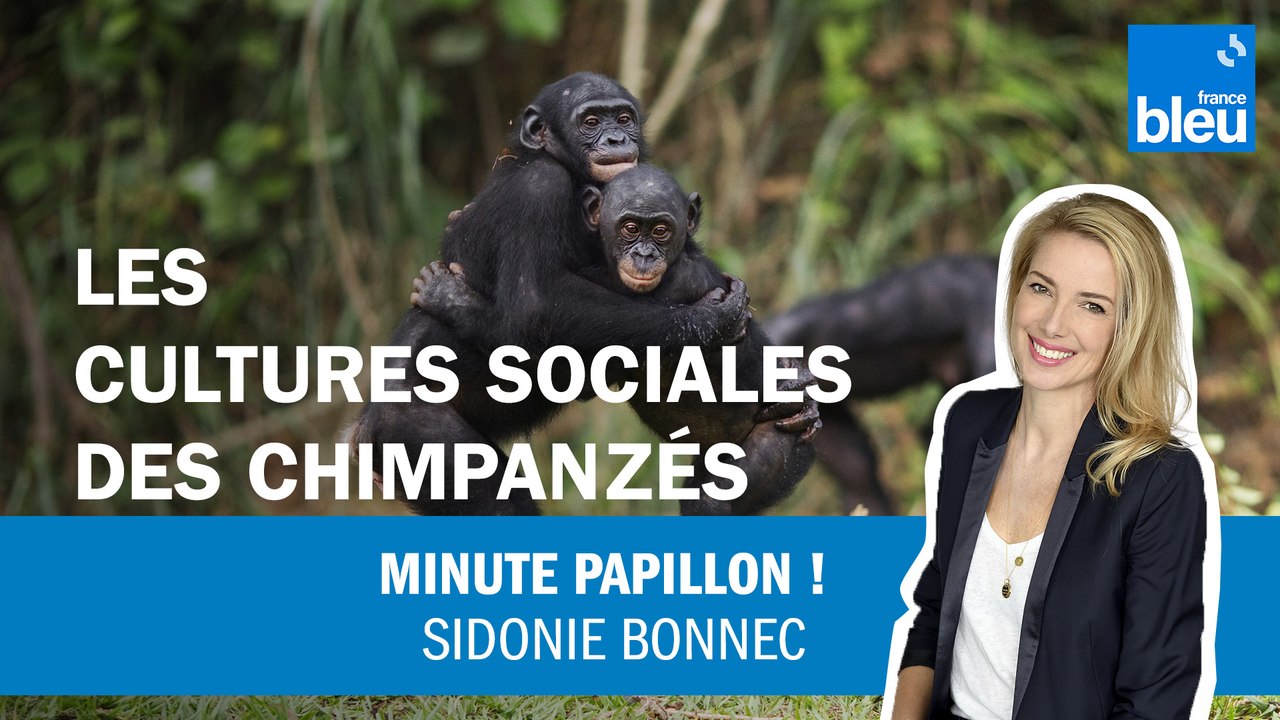 Les cultures sociales des chimpanzés