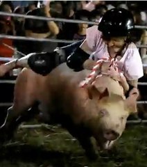Des rodéos sur des cochons !