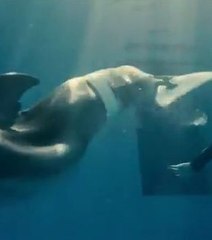 La bande-annonce de L'incroyable histoire de Winter le dauphin