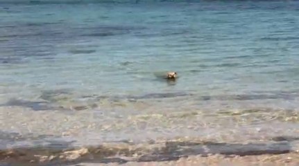 Un chien mord la queue d'un requin