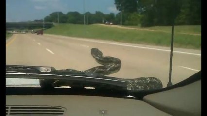 Il se retrouve avec un serpent sur son pare-brise