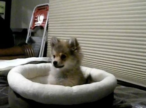 Ce chiot réagit aux hurlements de loups d'une vidéo