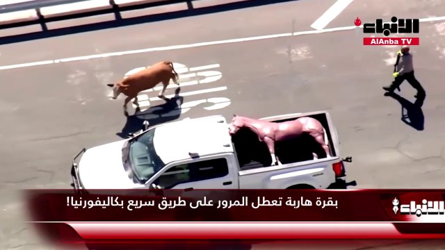 بقرة هاربة تعطل المرور على طريق سريع بكاليفورنيا!