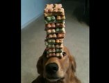 Ce chien reste immobile avec une pyramide de croquettes sur le nez