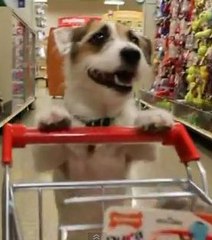 Jesse, le chien qui fait les tâches ménagères