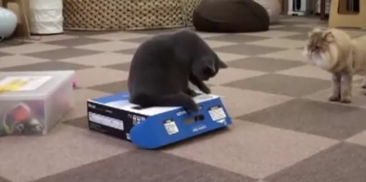 Ce chat parvient à piéger l'un de ses congénères dans une boîte
