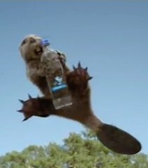 Des castors font de la publicité