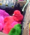 Des poussins multicolores