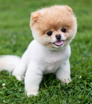 Le chien le plus mignon du monde sort un livre