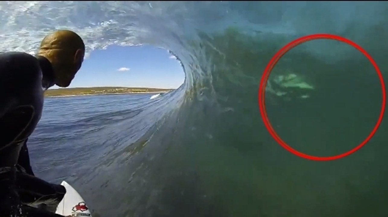Le surfeur Kelly Slater frôle un requin blanc