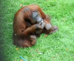 Cette femelle orang-outan était accro à la nicotine