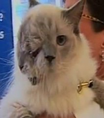 Découvrez le chat à deux têtes en vidéo