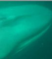 Un kayakiste capture d'étonnantes images d'une baleine bleue