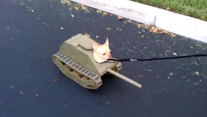 Ce chien ne sort jamais sans son tank