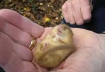 Ce loir dort "comme un Loir"