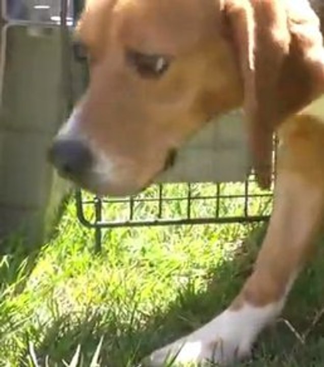 Ces chiens de race Beagles découvrent la liberté !