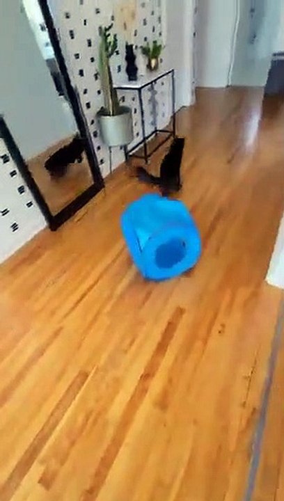 La réaction de ce chat qui entend le distributeur de croquettes : mythique