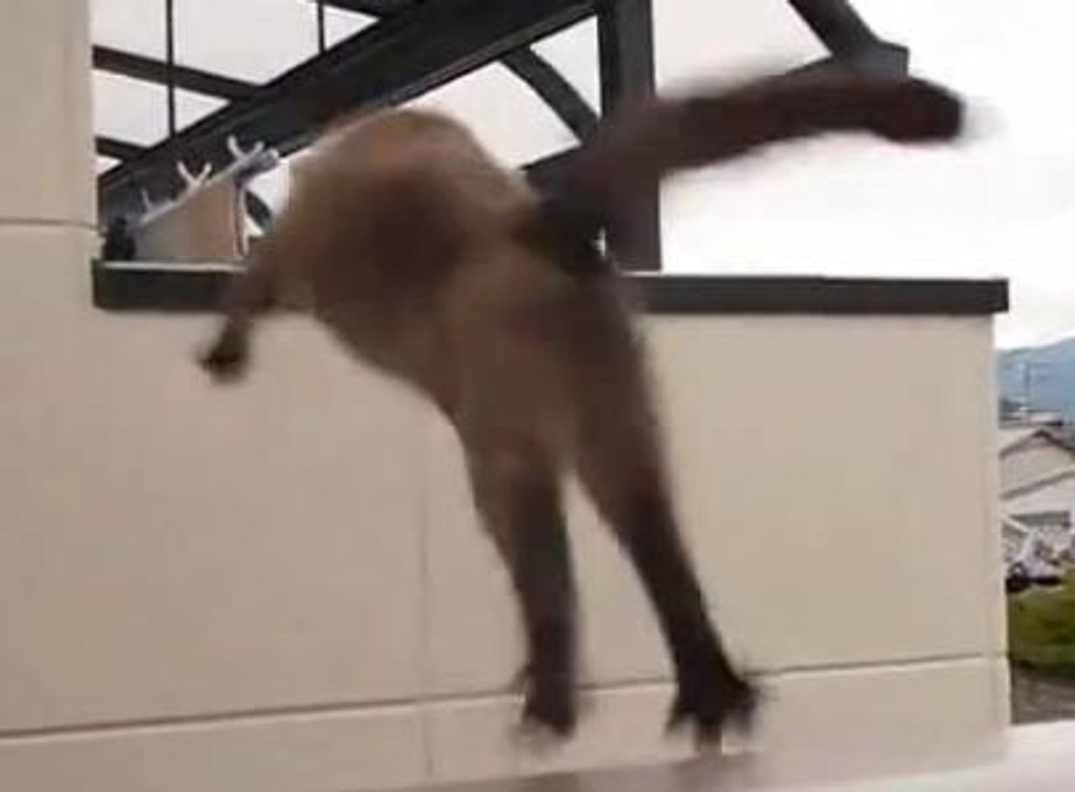 Ce chat s'entraîne pour sa prochaine mission d'espion