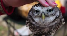 Découvrez un adorable petit hibou qui se laisse caresser en vidéo