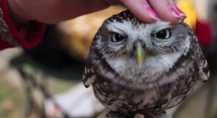 Découvrez un adorable petit hibou qui se laisse caresser en vidéo