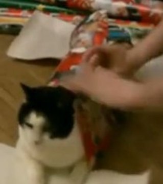 Comment emballer un chat comme cadeau de Noël ? La réponse dans le Zapping Gentside