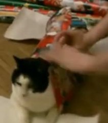 Comment emballer un chat comme cadeau de Noël ? La réponse dans le Zapping Gentside