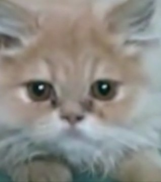 L'abstention fait peur aux chatons selon Eva Joly