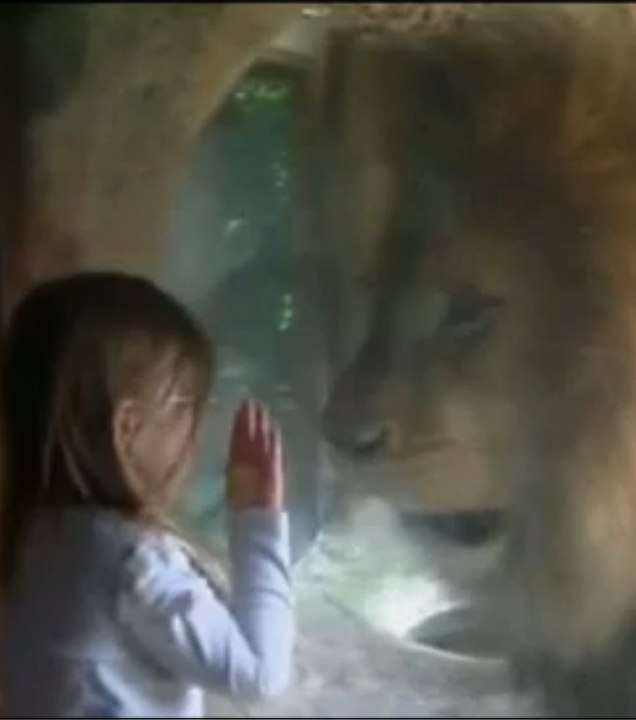 Un lion s'énerve contre une petite fille au zoo