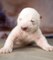 Siku, le bébé ours blanc sauvé par les hommes