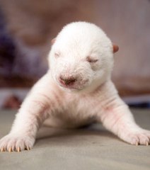 Siku, le bébé ours blanc sauvé par les hommes